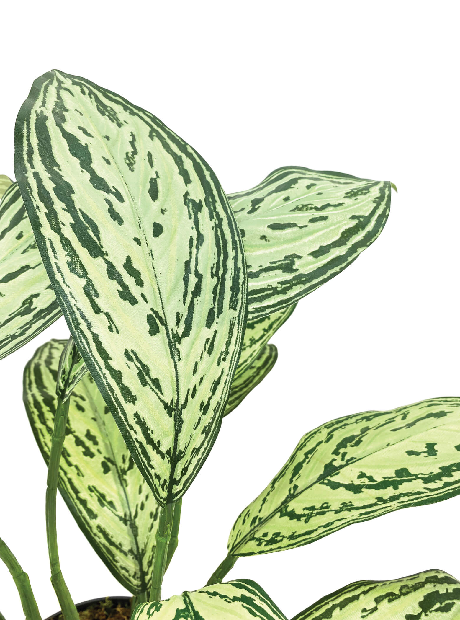 Silver Queen Plant