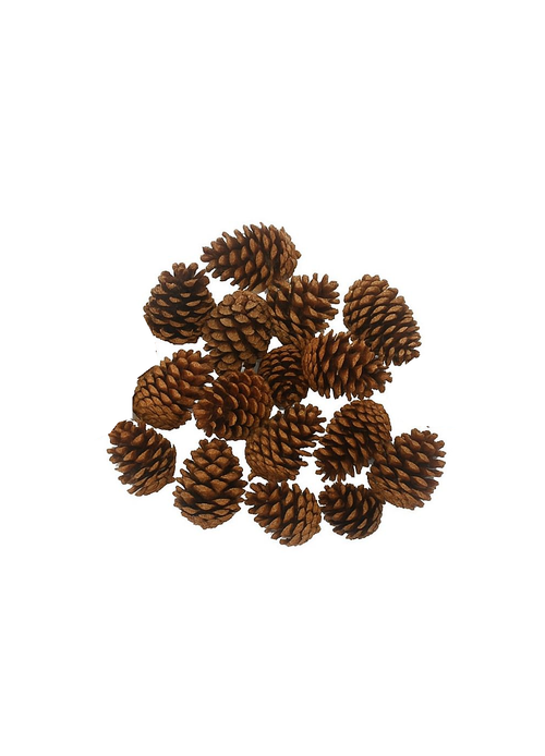 10-12cm Natural Pinecones - Set of 16
