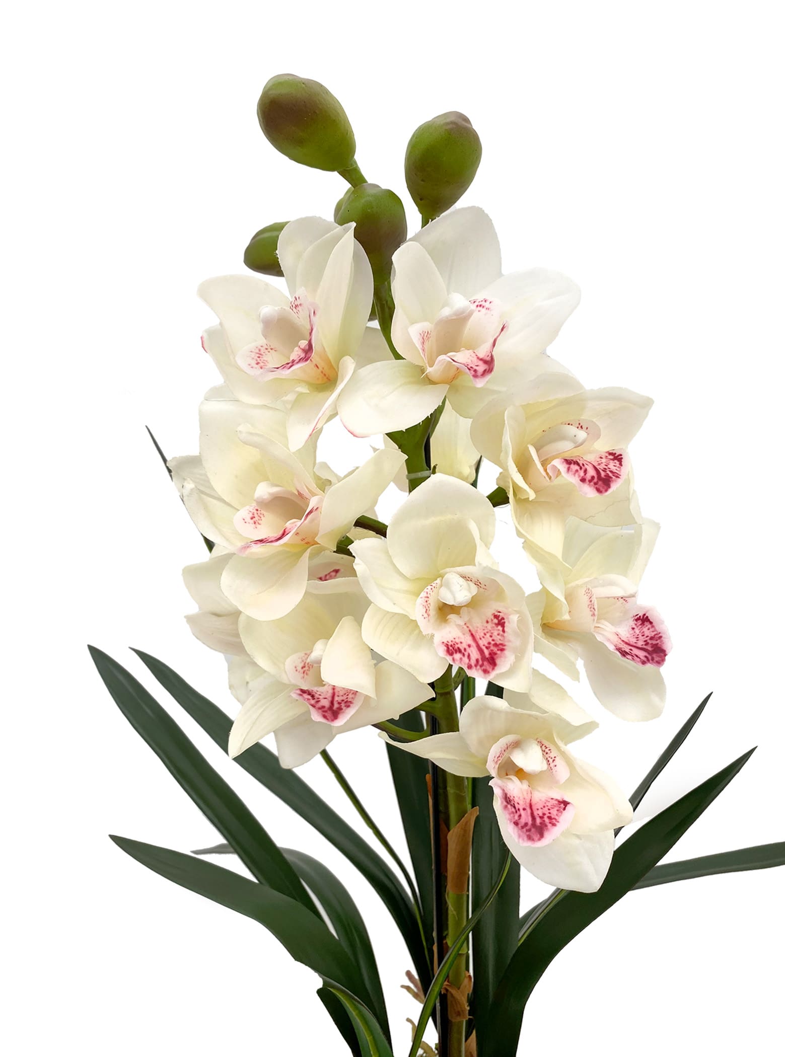 White Cymbidium Bloom