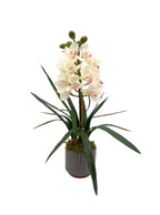 White Cymbidium Bloom