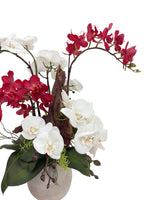 Eternal Bloom Orchid