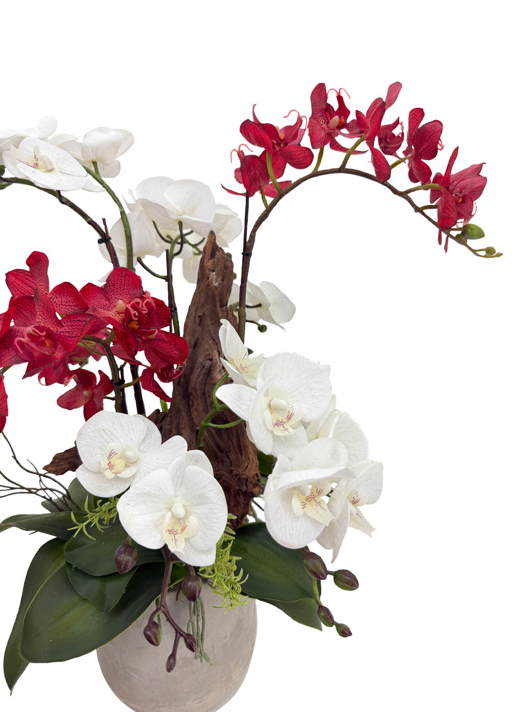 Eternal Bloom Orchid