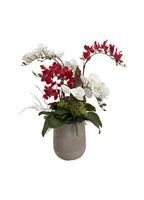 Eternal Bloom Orchid