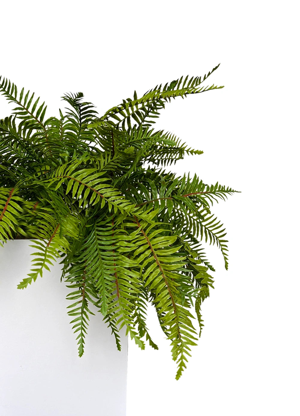 Fern Bliss Planter