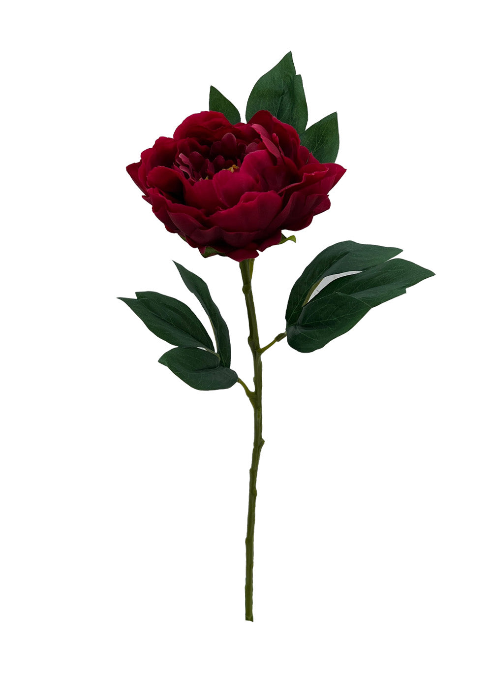 Burgundy Peony