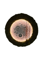 Eden Eclipse - 60cm