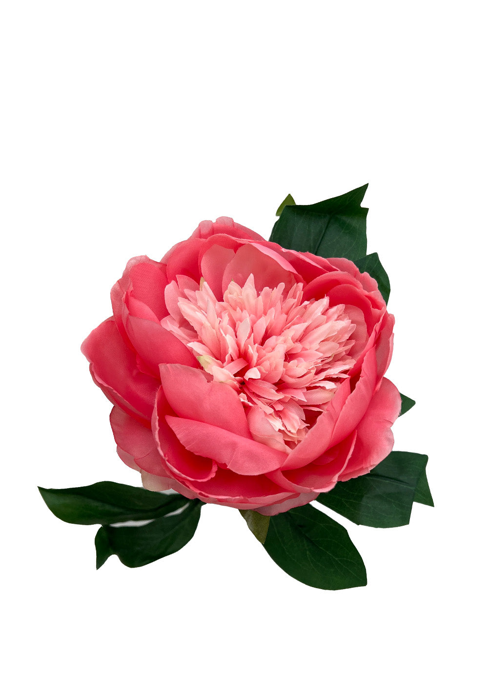 Peach Red Peony