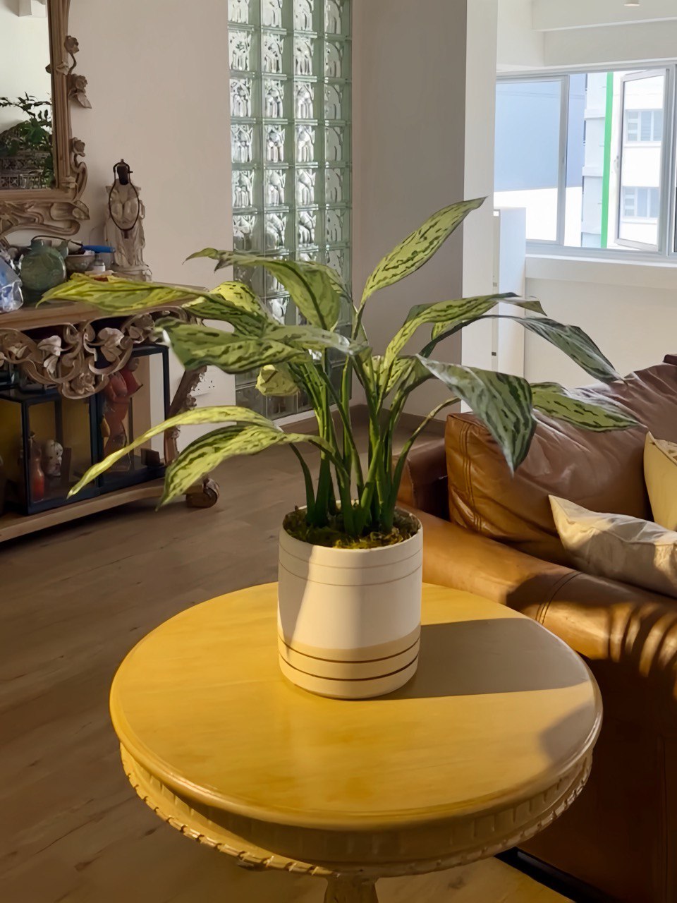Silver Queen Plant w. Cream &amp; Gold pot