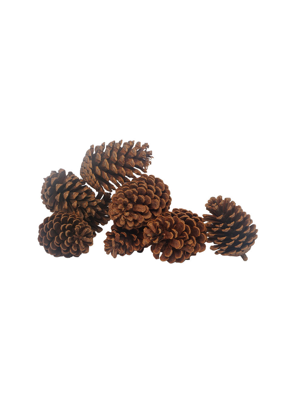 Natural Pinecones