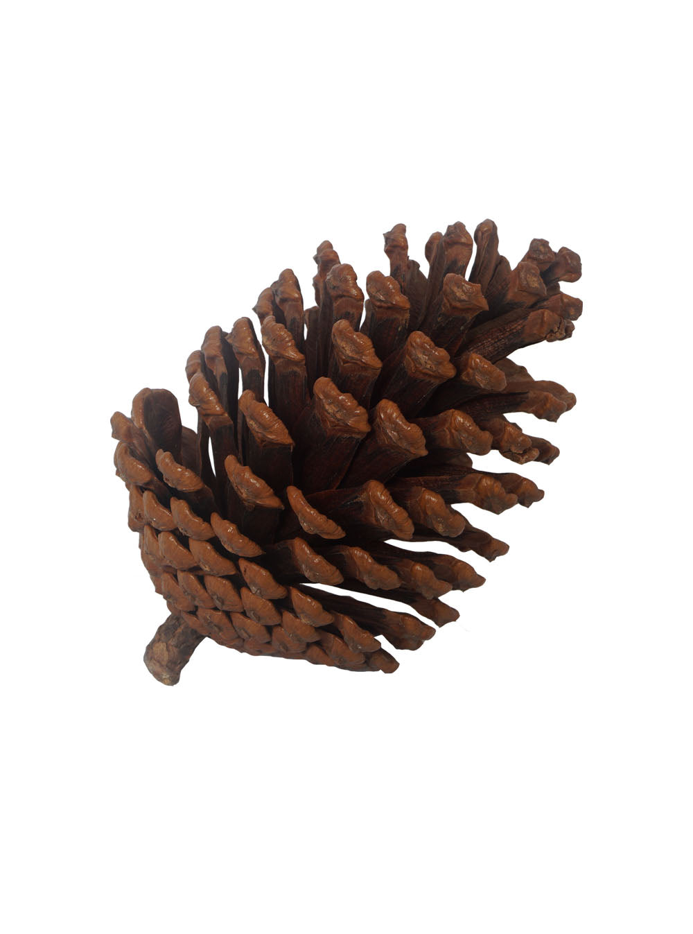 Natural Pinecones