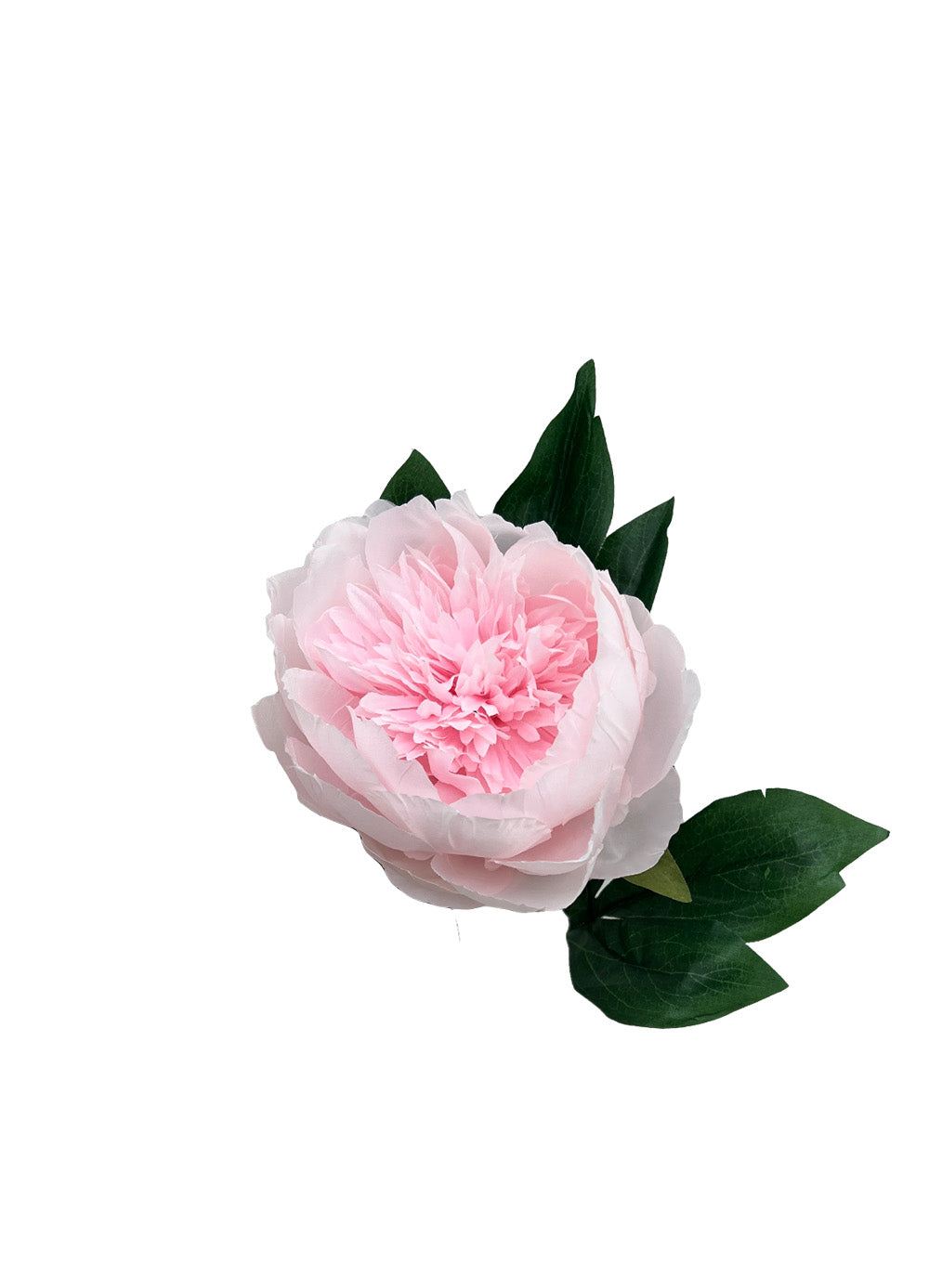 Pink Peony