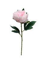 Pink Peony