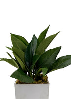 Pure Botanica
