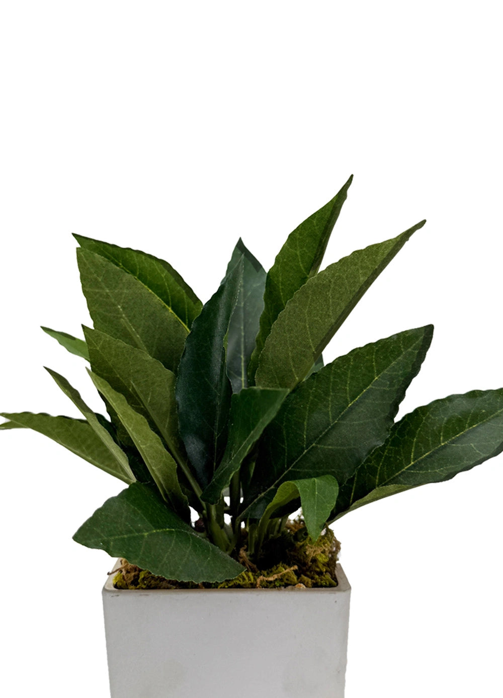 Pure Botanica