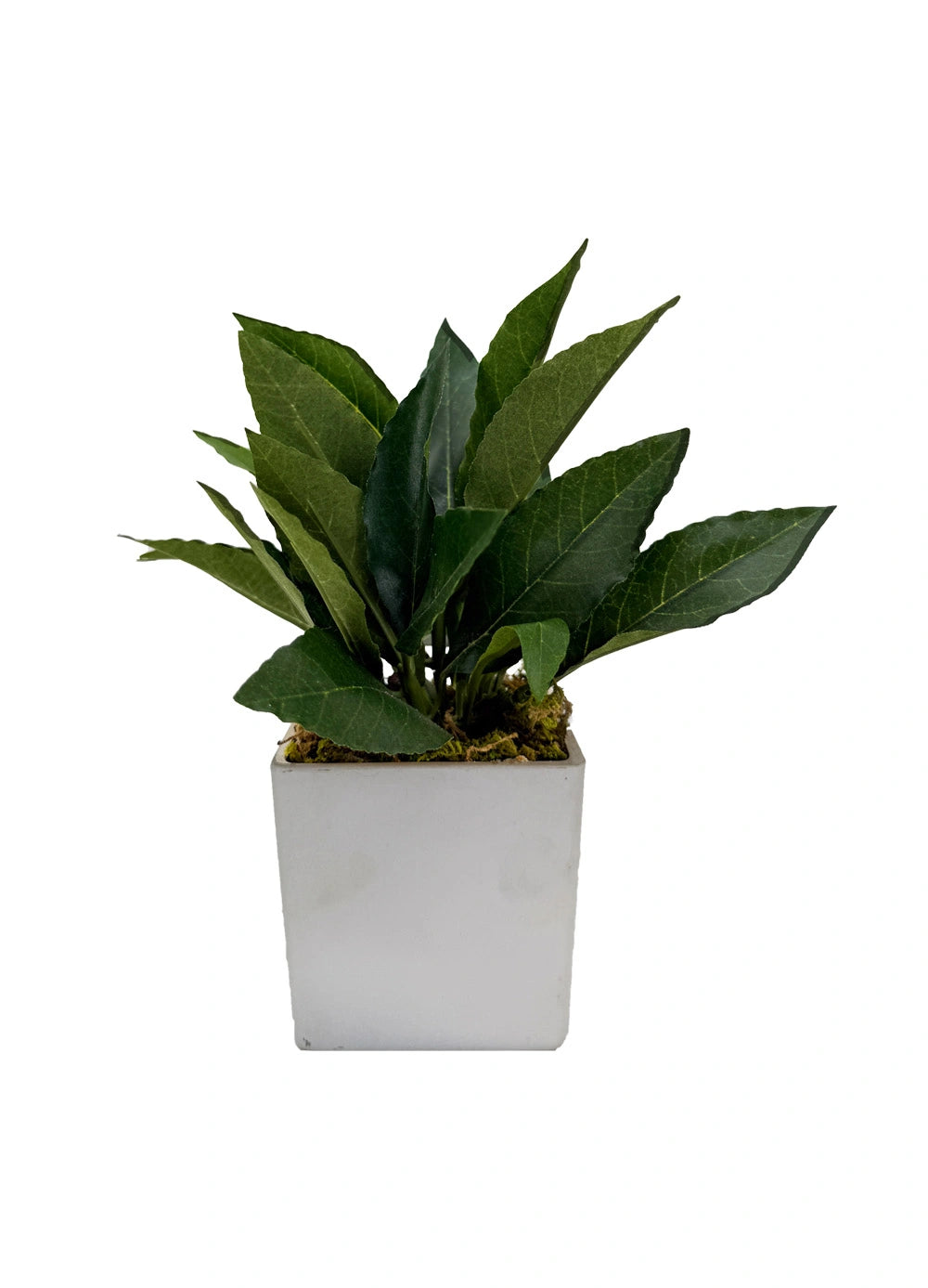 Pure Botanica