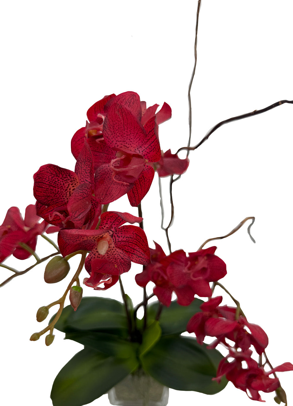 Ruby Orchid Delight