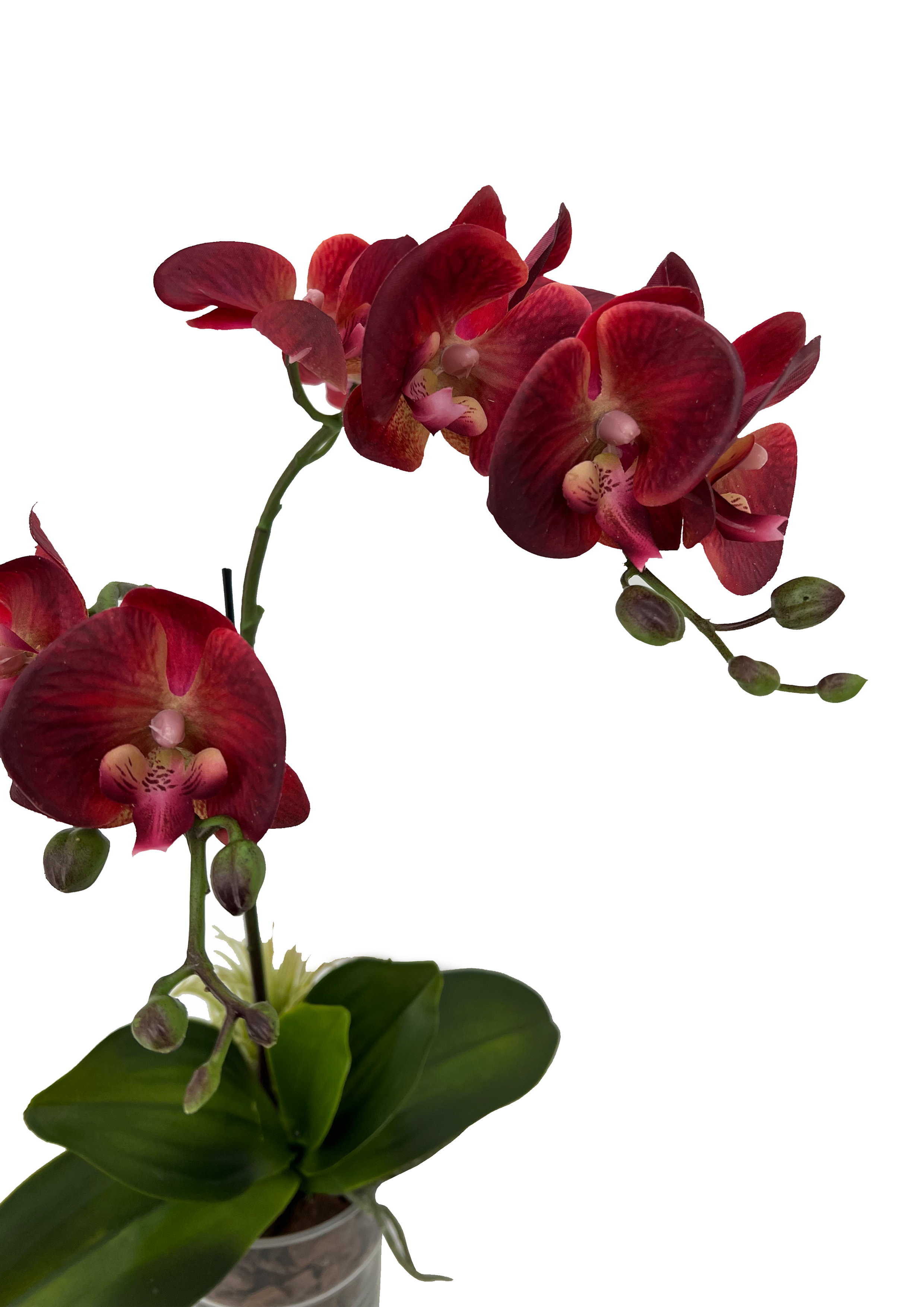 Scarlet Elegance