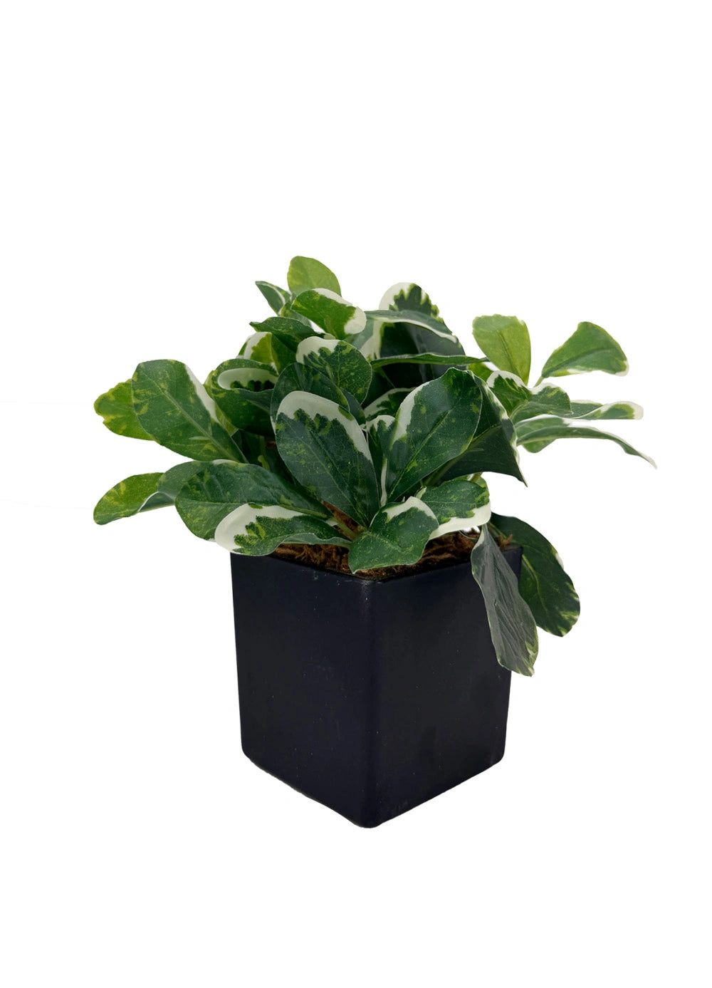 Verdant Edge