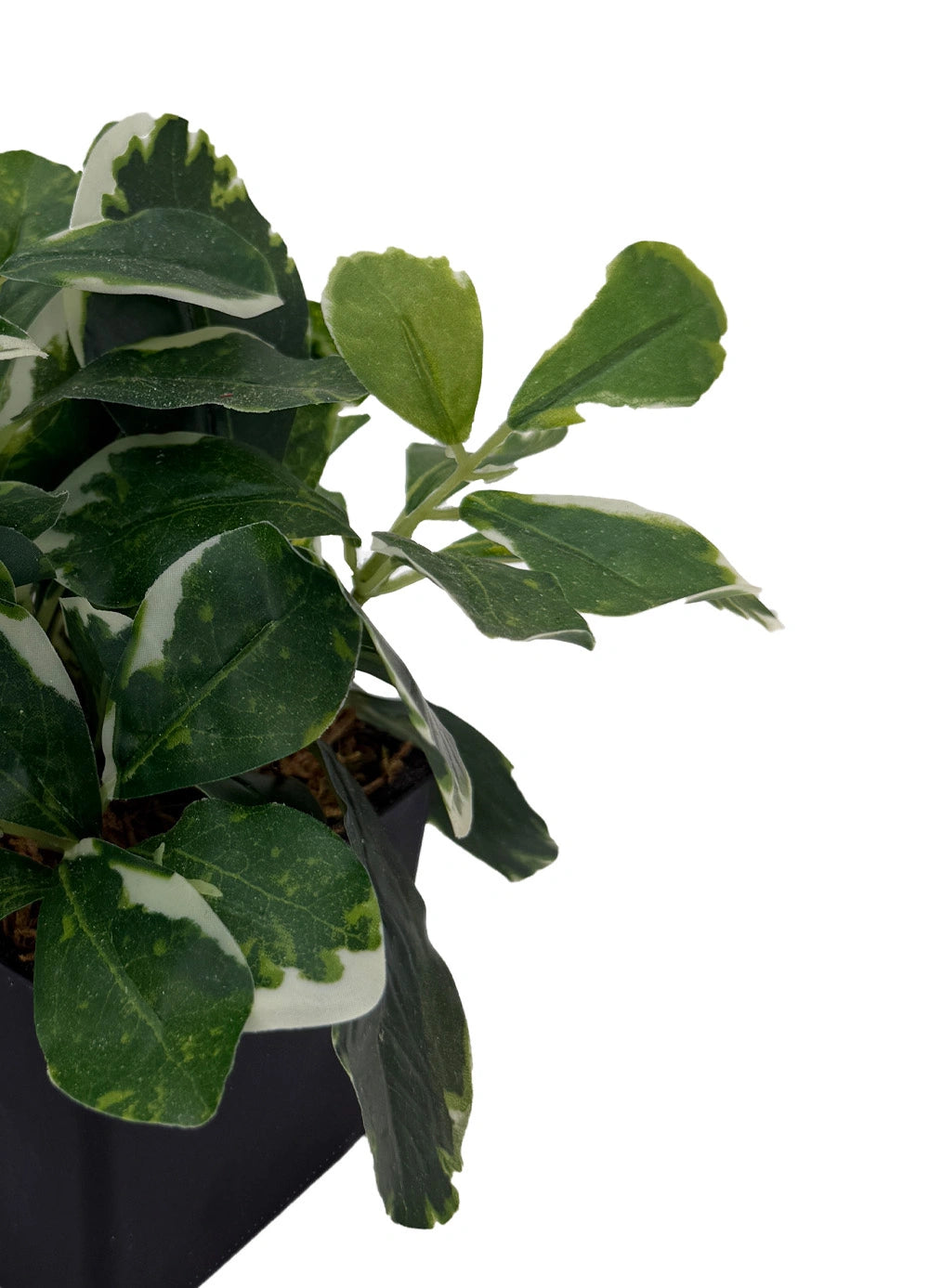 Verdant Edge