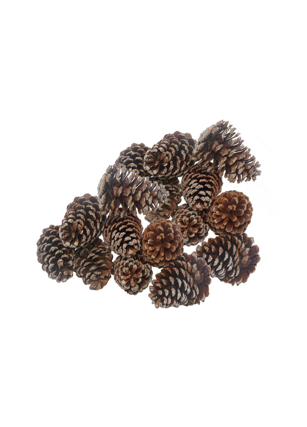 10-12cm Frosted Natural Pinecones - Set of 16