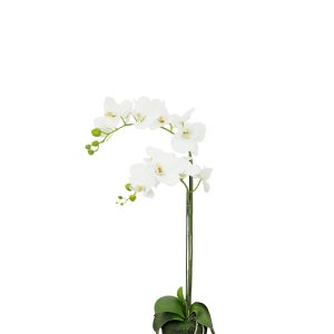 White Phalaenopsis, White Orchid