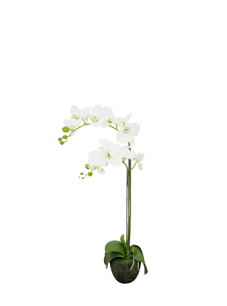 White Phalaenopsis, White Orchid