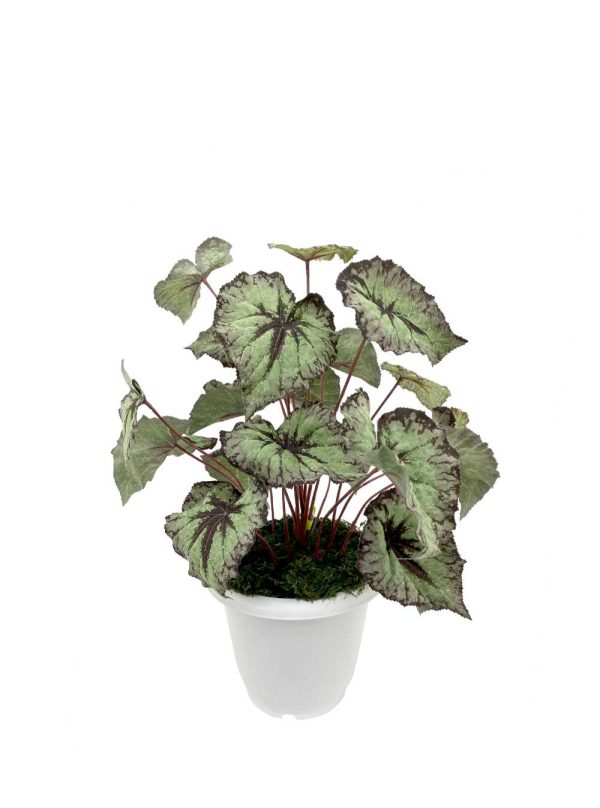 artificial plant - begonia plant