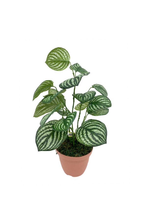 artificial plant - pepe