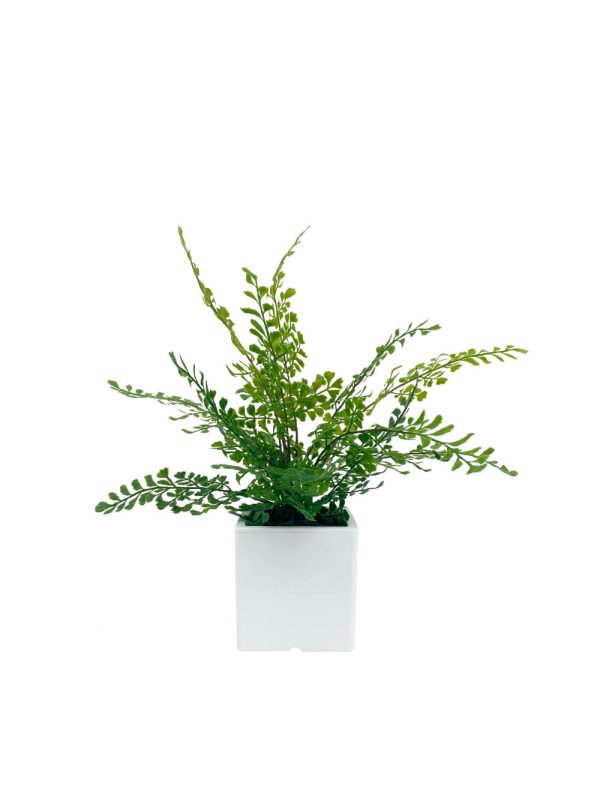 artificial plant - scalloped moonwort fern