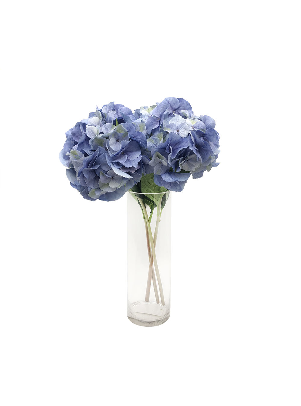 Blue Hydrangeas (Pollyanna)
