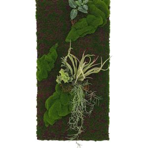 Tillandsia Moss Panel Display (Pollyanna)