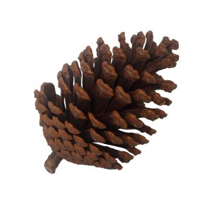 Natural Pinecones (Pollyanna)