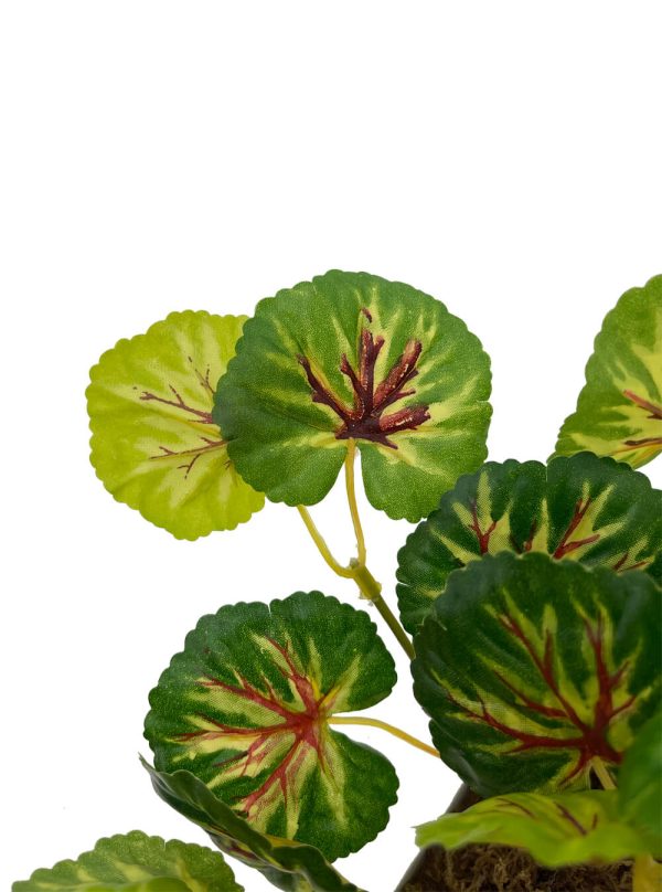 Variegated Begonia