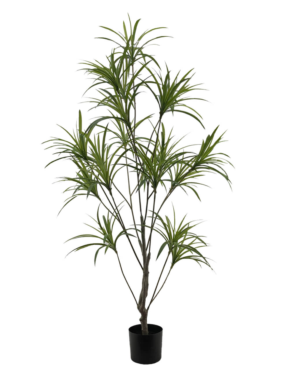 Yucca Plant – 20.20m – Pollyanna Concepts