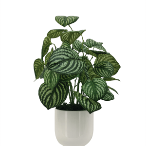 Artificial Plant - Potted Peperomia