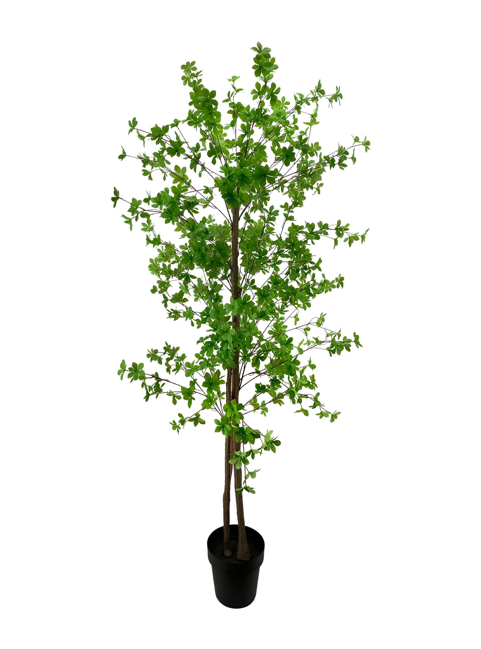 Artificial Plant - Enkianthus Tree - 1.8m