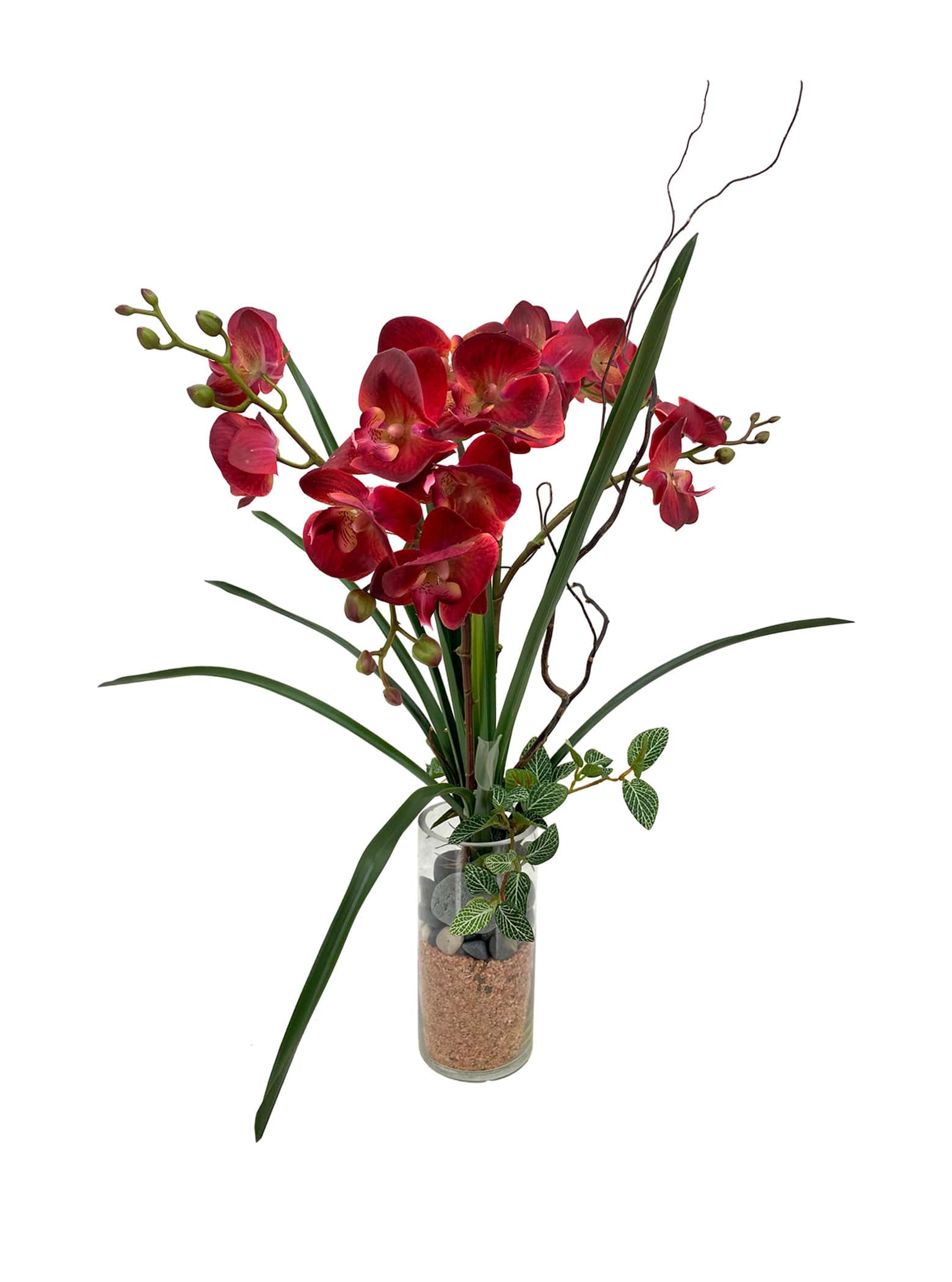 Elegant Red Phalaenopsis