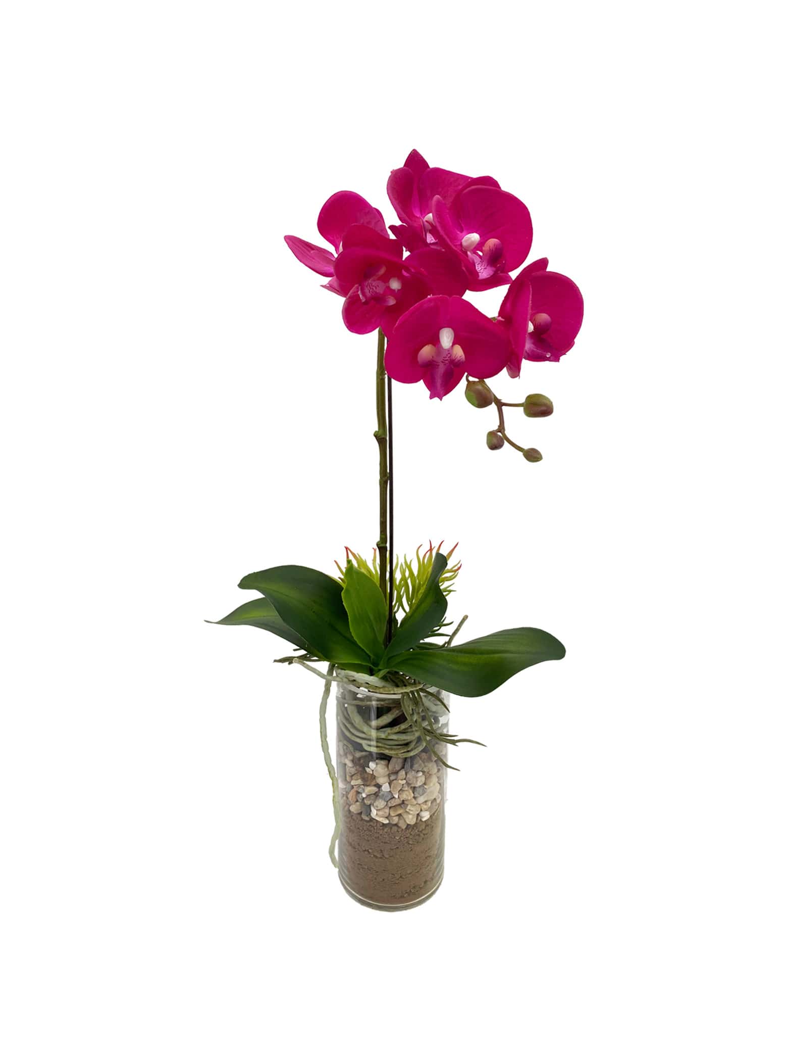 Single Fuchsia Phalaenopsis