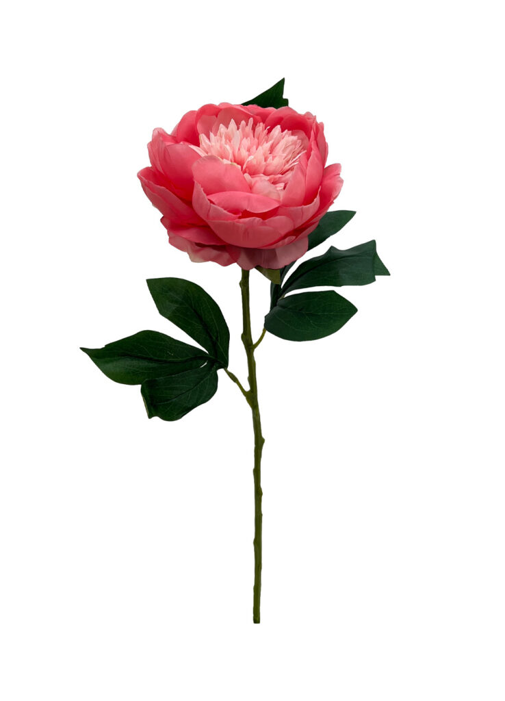 Peach Red Peony