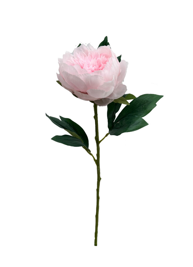 Pink Peony