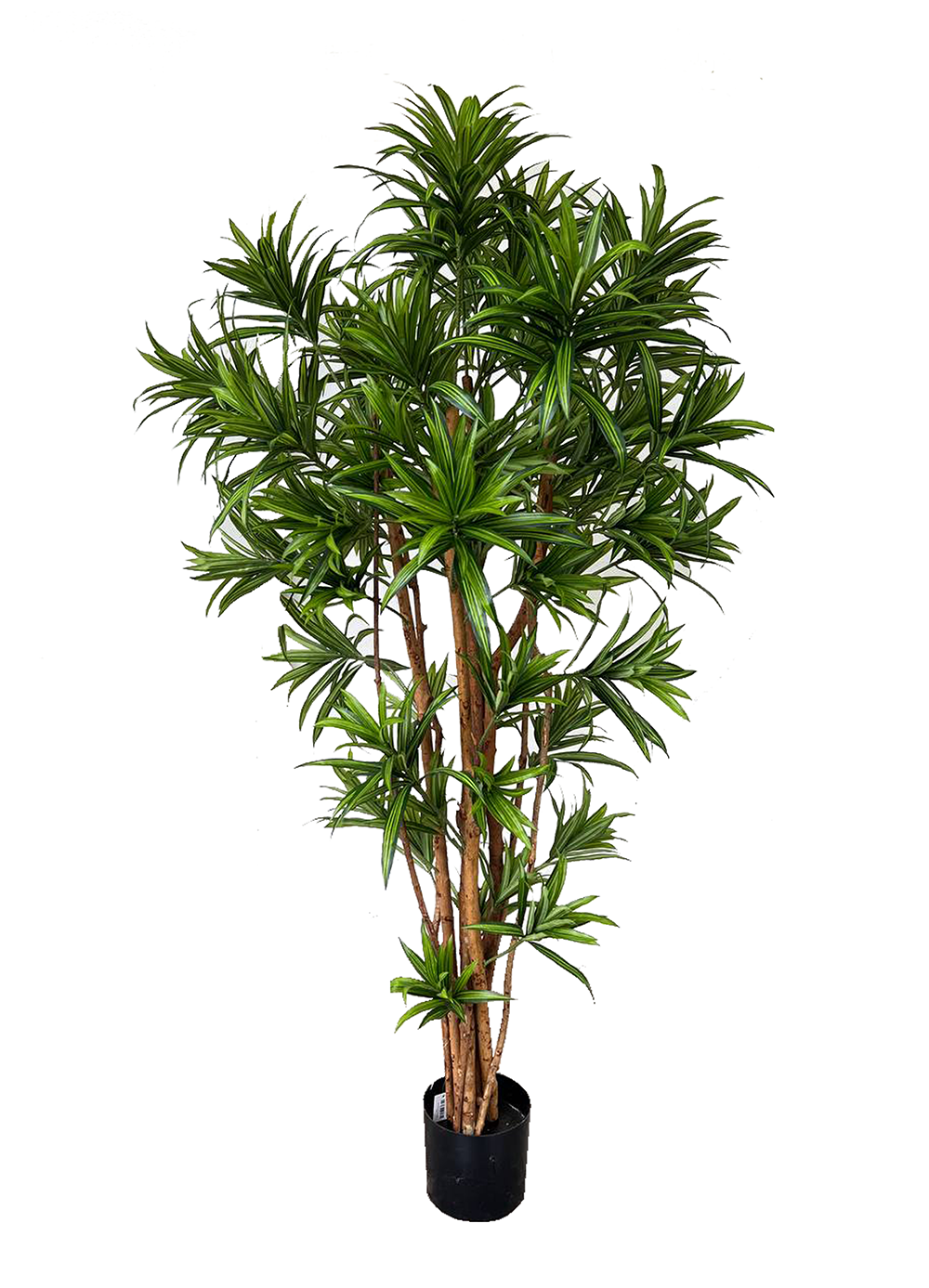 Artificial Tree- 1.5m Dracaena Reflexa (UV Resistant)