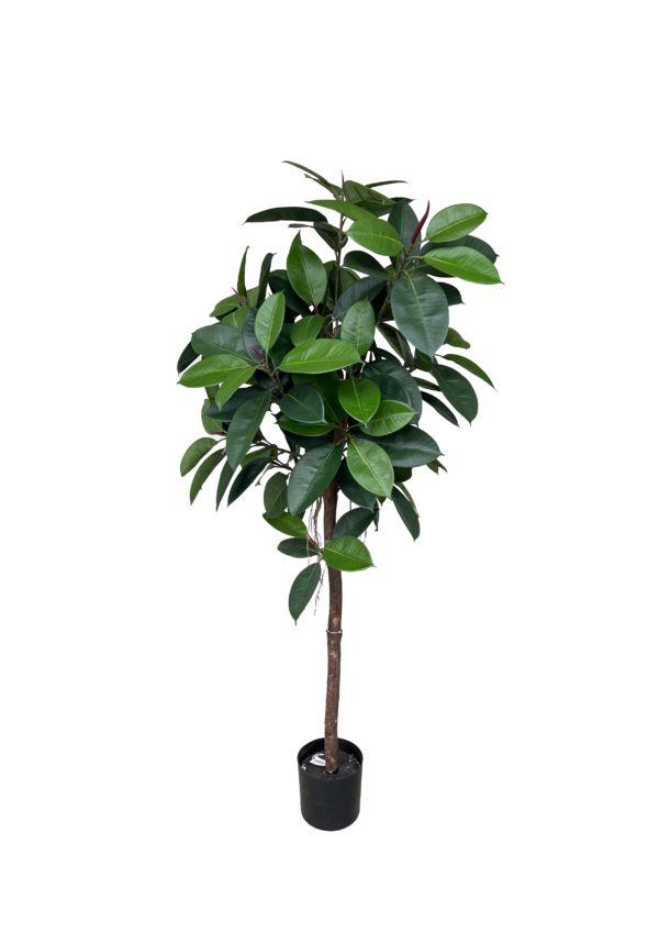 307445014 _ 1.6m Ficus Elastica