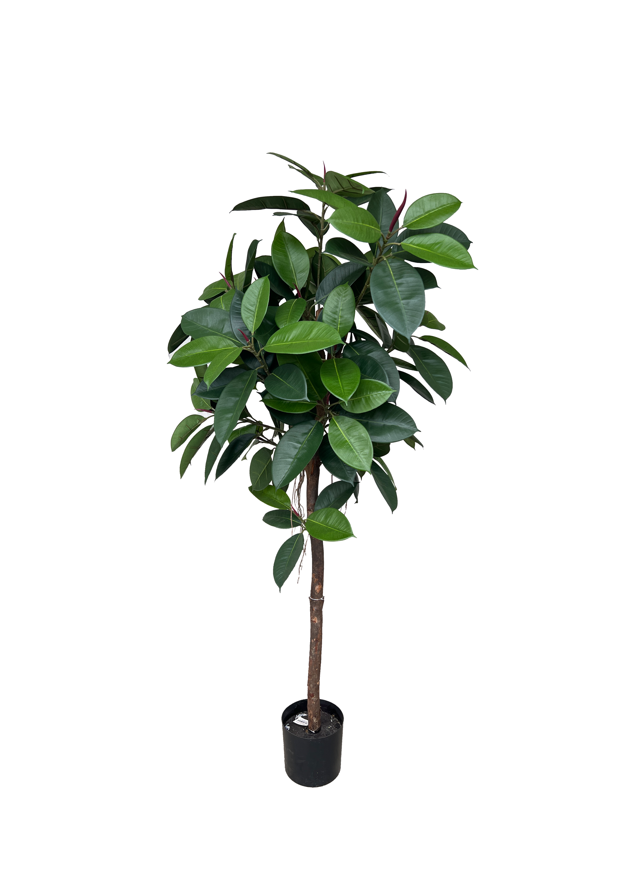 Artificial Tree- 1.6m Ficus Elastica (UV Resistant)