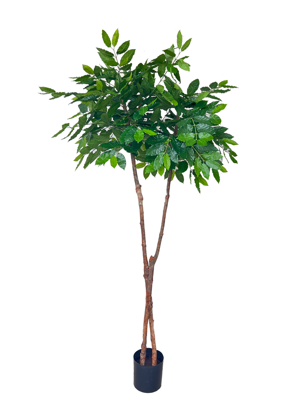 Artificial Tree - 2.1m Coffea Arabica (UV Resistant)