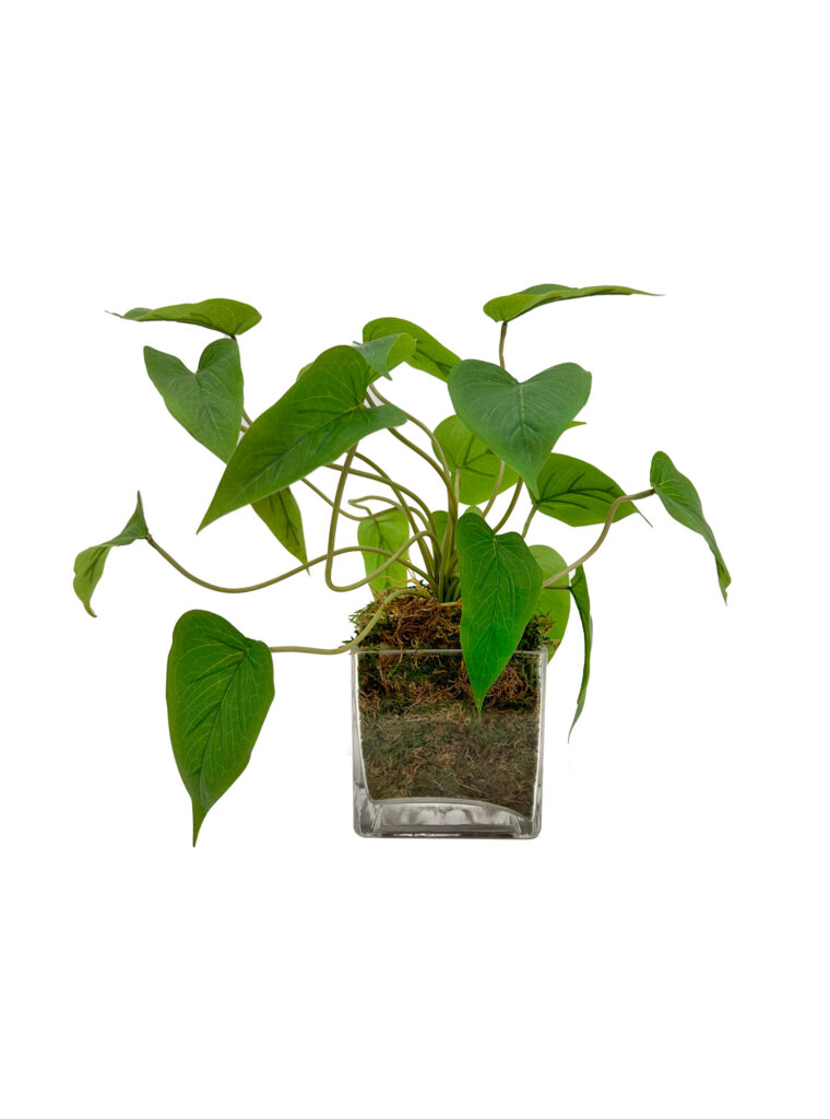Arrowhead Vine