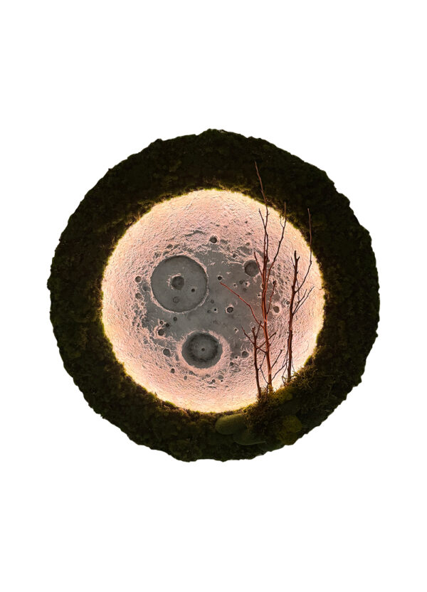 Eden Eclipse - 60cm - Image 2
