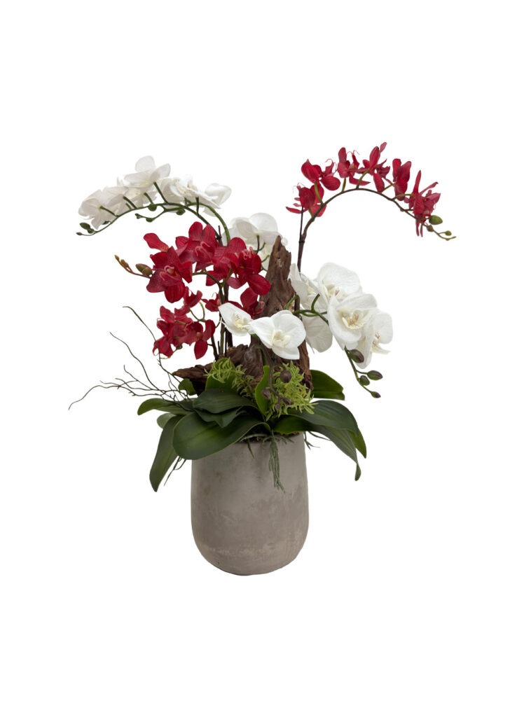 Eternal Bloom Orchid