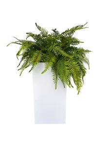 Fern Bliss Planter