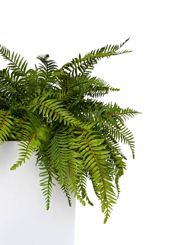 Fern Bliss Planter - Image 3