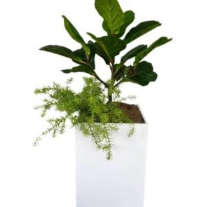 Fiddle & Fern Delight